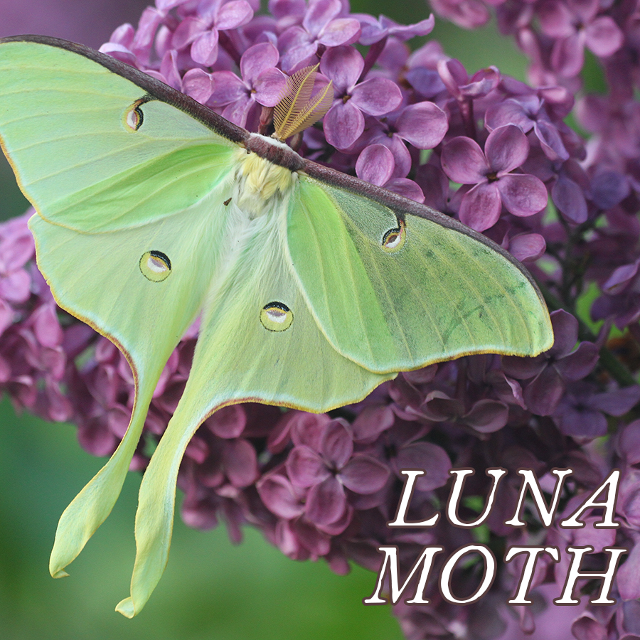 Favorites Collection: LUNA MOTH