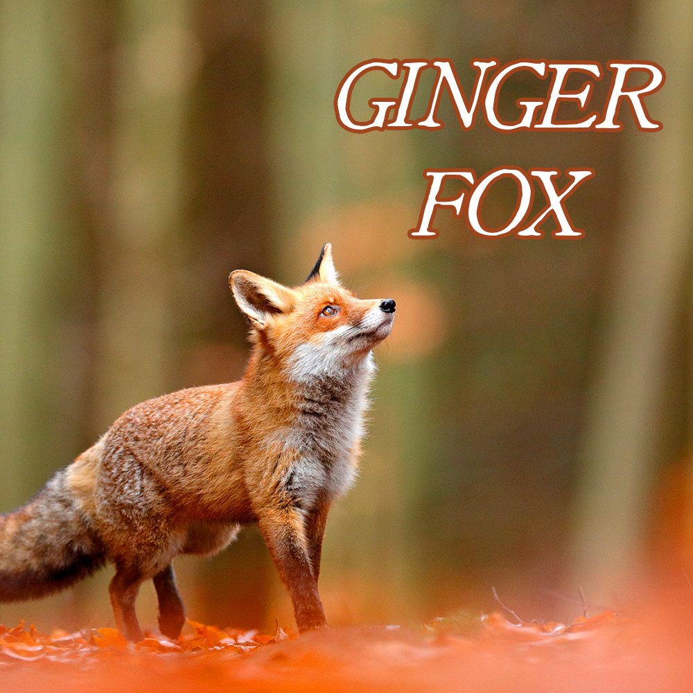 Favorites Collection: GINGER FOX